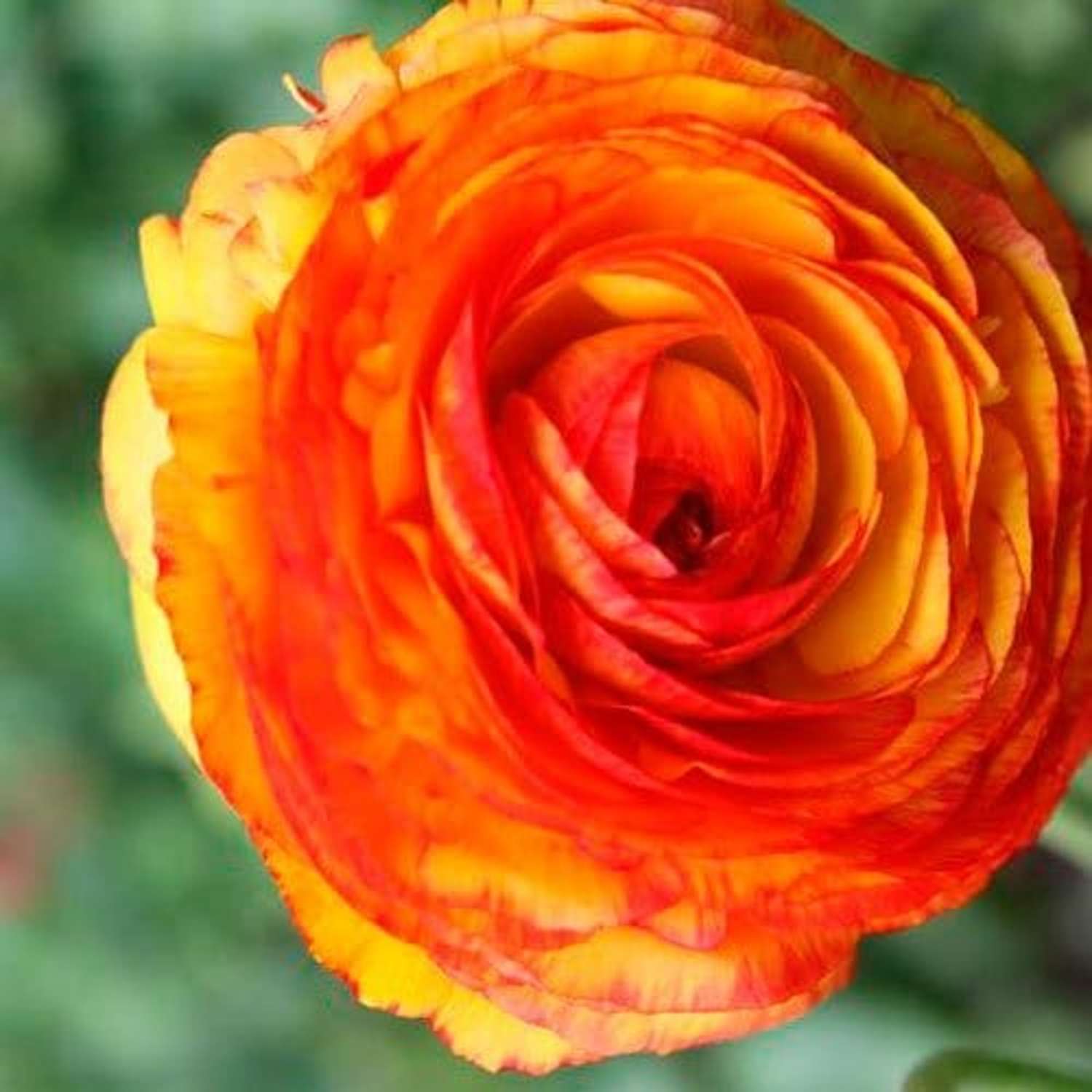 Renoncule 'Picotee Orange'